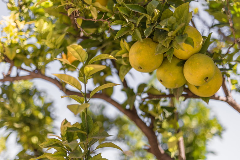 limone