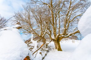 Concimi e fertilizzanti per l'inverno