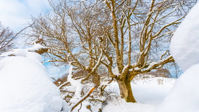 Concimi e fertilizzanti per l'inverno