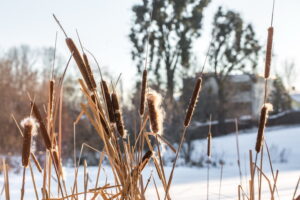 Arriva l'inverno, attenzione a piante e giardino