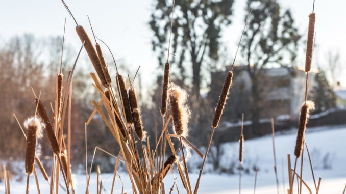 Arriva l'inverno, attenzione a piante e giardino