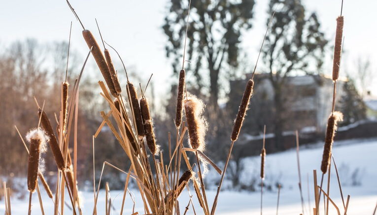 Arriva l'inverno, attenzione a piante e giardino