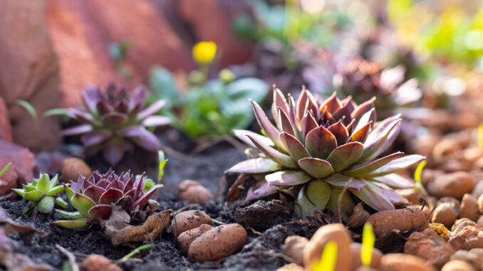 Piante grasse e feng shui: armonia in casa