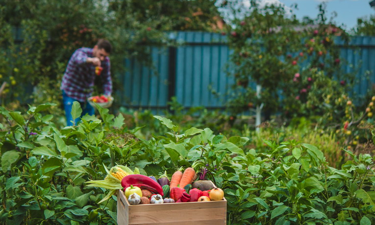 Gli ortaggi migliori da coltivare in primavera: guida pratica