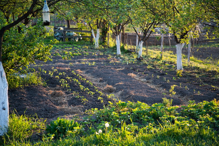 Orto biologico in primavera: come coltivare senza pesticidi