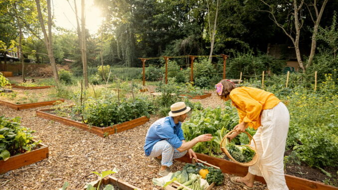 Orto in primavera: come prepararlo e cosa piantare Orto in primavera: come prepararlo e cosa piantare