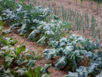 Irrigazione efficiente in estate: strategie per non sprecare acqua