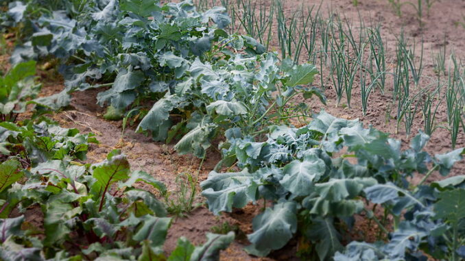 Irrigazione efficiente in estate: strategie per non sprecare acqua Irrigazione efficiente in estate: strategie per non sprecare acqua