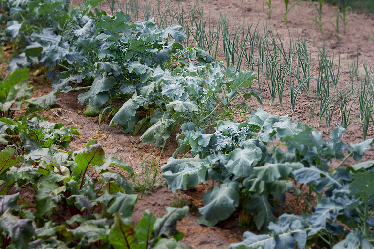 Irrigazione efficiente in estate: strategie per non sprecare acqua