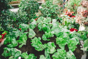 Le piante più resistenti alla siccità per orti e giardini