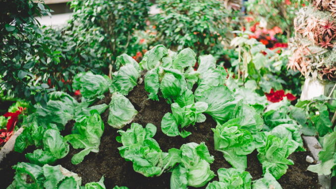 Le piante più resistenti alla siccità per orti e giardini Le piante più resistenti alla siccità per orti e giardini