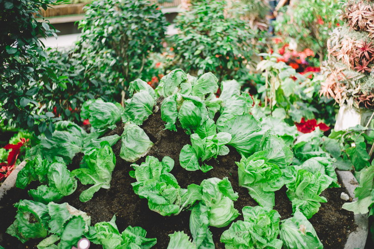 Le piante più resistenti alla siccità per orti e giardini