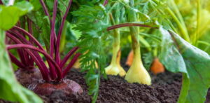 Come riconoscere e prevenire i colpi di calore nelle piante