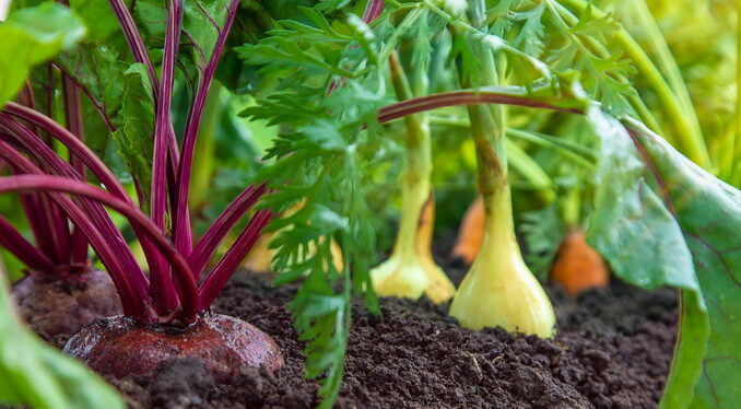 Come riconoscere e prevenire i colpi di calore nelle piante Come riconoscere e prevenire i colpi di calore nelle piante