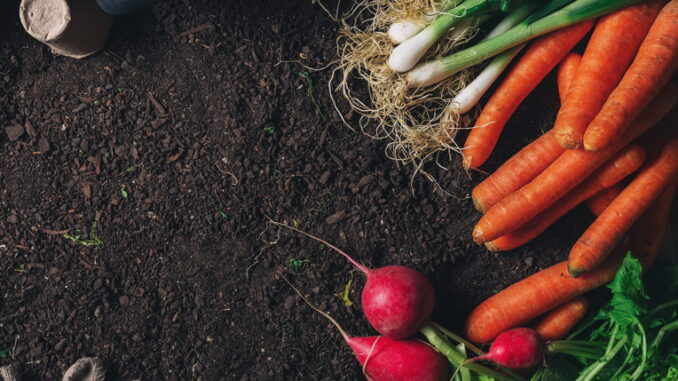Controllo dei parassiti estivi in orto e giardino Controllo dei parassiti estivi in orto e giardino