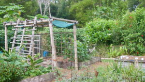 Errori comuni da evitare in orto e giardino durante l’estate