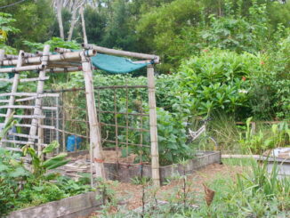 Errori comuni da evitare in orto e giardino durante l’estate