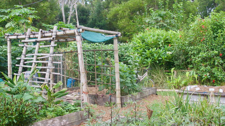 Errori comuni da evitare in orto e giardino durante l’estate