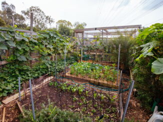 Come proteggere orto e giardino dal caldo estivo