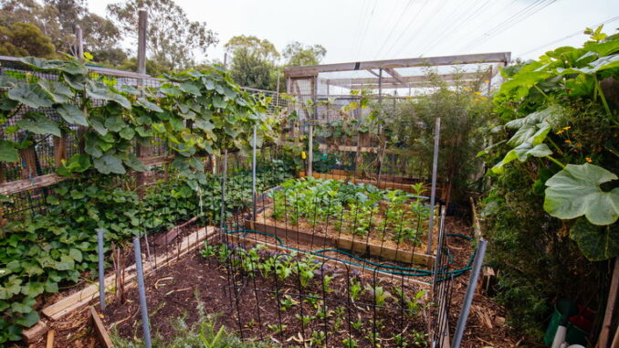 Come proteggere orto e giardino dal caldo estivo Come proteggere orto e giardino dal caldo estivo