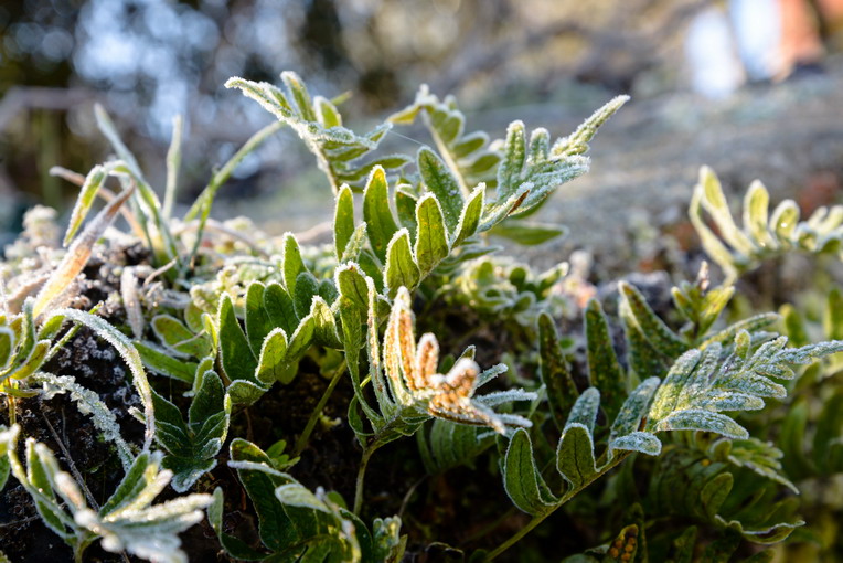 Come proteggere le piante da balcone durante l’inverno