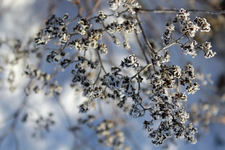 Preparare il giardino all’arrivo dell’inverno